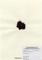 藏品(巢沙菜)的圖片